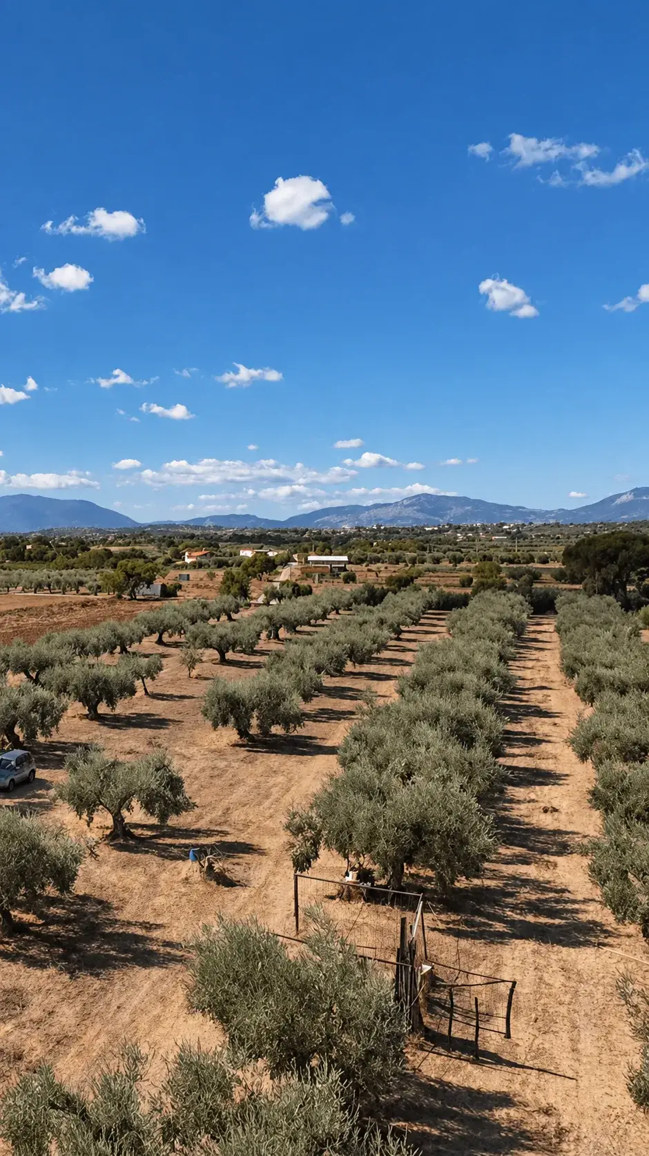 Filari di ulivi della tenuta visti dall'alto, con le montagne sullo sfondo